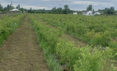 Parcela con Plantación de Arándanos en Retiro