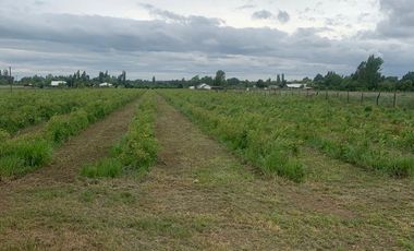Parcela con Plantación de Arándanos en Retiro