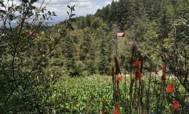 TERRENO EN VENTA “CARBONERAS -MINERAL DEL CHICO”