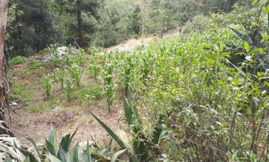 TERRENO EN VENTA “CARBONERAS -MINERAL DEL CHICO”