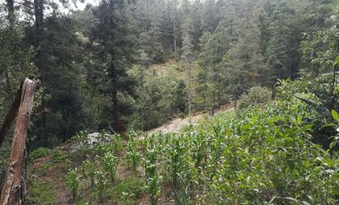 TERRENO EN VENTA “CARBONERAS -MINERAL DEL CHICO”