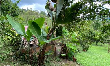 En venta hemosa hacienda de 20.000Mts2 en la vereda san José - Silvania.
