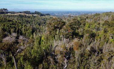 Campo en venta en Estación Río Frio de 40,6 Hectáreas, El Mañio