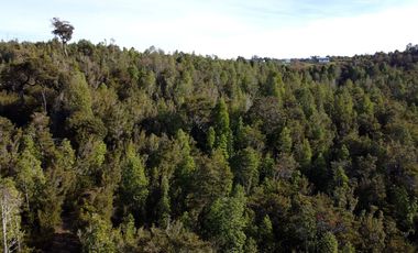 Campo en venta en Estación Río Frio de 40,6 Hectáreas, El Mañio