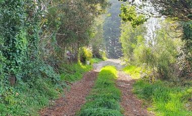 PARCELA, AVELLANOS DE TRAPEN, PUERTO MONTT
