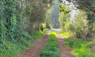 PARCELA, AVELLANOS DE TRAPEN, PUERTO MONTT