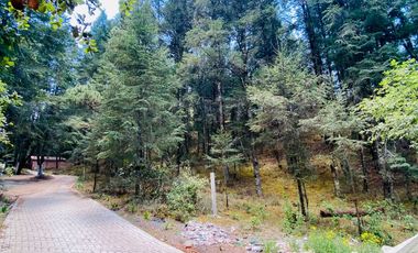 Preventa casa de campo: ¡Tu Refugio en el Corazón del Bosque!