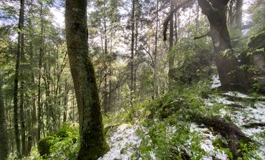Preventa casa de campo: ¡Tu Refugio en el Corazón del Bosque!
