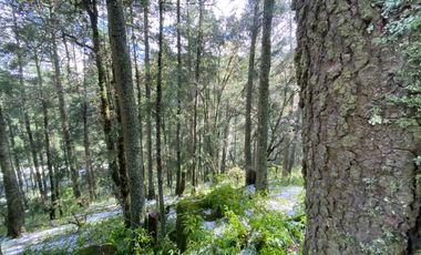 Preventa casa de campo: ¡Tu Refugio en el Corazón del Bosque!