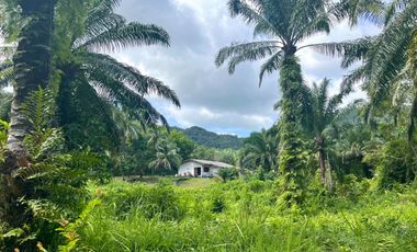 Almost 5 rai of palm plantation with mountain views next to a canal is for sale in Nong Thale, Krabi.
