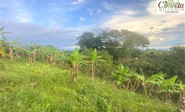 Finca en Venta – Filandia Quindío