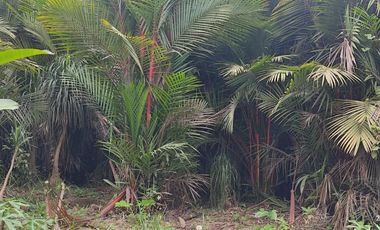 Milagro, Venta de Excelente Finca con Diversos Arboles Frutales, Palmeras 5.8 Ha