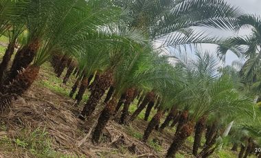 Milagro, Venta de Excelente Finca con Diversos Arboles Frutales, Palmeras 5.8 Ha