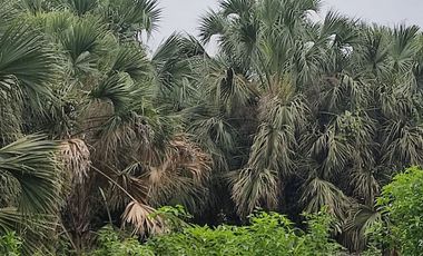 Milagro, Venta de Excelente Finca con Diversos Arboles Frutales, Palmeras 5.8 Ha