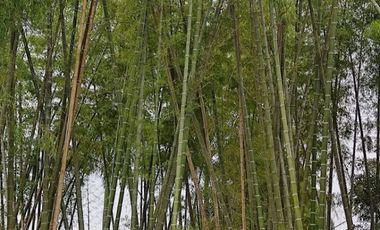 Milagro, Venta de Excelente Finca con Diversos Arboles Frutales, Palmeras 5.8 Ha