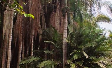Milagro, Venta de Excelente Finca con Diversos Arboles Frutales, Palmeras 5.8 Ha