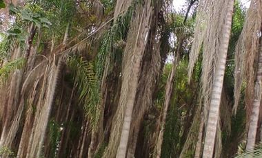 Milagro, Venta de Excelente Finca con Diversos Arboles Frutales, Palmeras 5.8 Ha