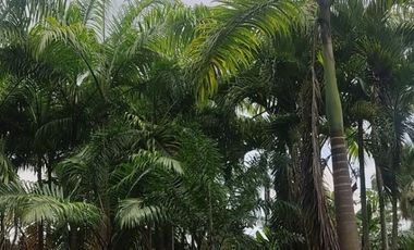 Milagro, Venta de Excelente Finca con Diversos Arboles Frutales, Palmeras 5.8 Ha