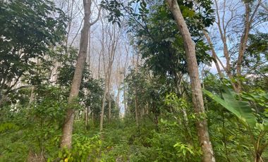 2.5 Rai Amidst Tranquil Rubber Plantation Prime Land for Sale in Thai Mueang, Phang Nga