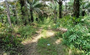 51 rai of palm plantation near to hot spring for sale in kapong, phangnga