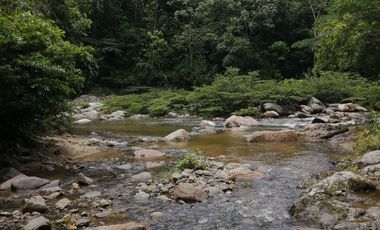 Se vende finca de 43 hectáreas con frente de rio