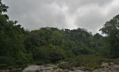 Se vende finca de 43 hectáreas con frente de rio