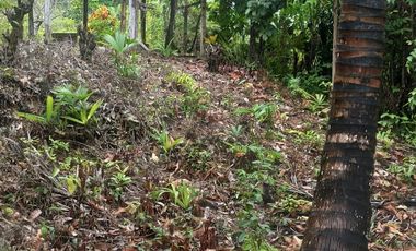 Se vende finca de 43 hectáreas con frente de rio