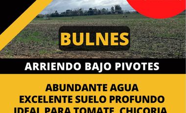 ARRIENDO CAMPO BAJO PIVOTES BULNES 90 HÁ