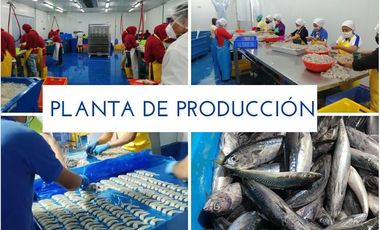 Manta - Empacadora de Atun y Pelagico Pequeño con Permiso de Exportación en Venta