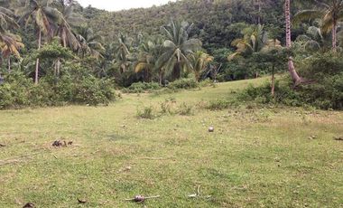 For Sale 6,999 Sqm Agricultural Lot in Argao, Cebu