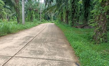 1 rai of flat land with palm plantation for sale located just 5 mins from Klong Root, Krabi