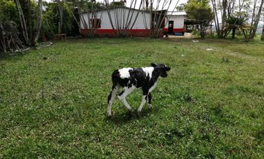 Venta Finca Ganadera y Porcícola San Roque Antioquia