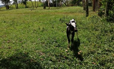 Venta Finca Ganadera y Porcícola San Roque Antioquia