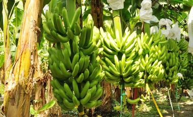 N07 - Bananera en Venta El Triunfo Guayas 43 hectáreas