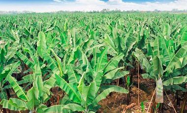 N07 - Bananera en Venta El Triunfo Guayas 43 hectáreas
