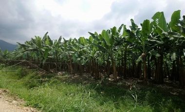 N07 - Bananera en Venta El Triunfo Guayas 43 hectáreas