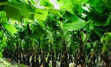 N07 - Bananera en Venta El Triunfo Guayas 43 hectáreas