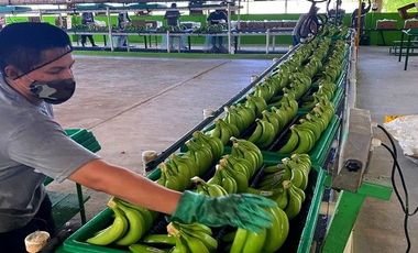 N07 - Bananera en Venta El Triunfo Guayas 43 hectáreas