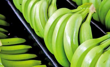 N07 - Bananera en Venta El Triunfo Guayas 43 hectáreas