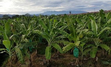 N07 - Bananera en Venta El Triunfo Guayas 43 hectáreas