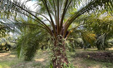 18 rai of palm plantations with amazing mountain views is for sale in Takua Thung, Phang Nga.