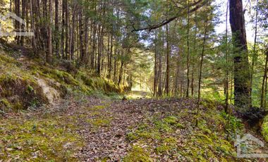 VENTA HERMOSO terreno en el bosque cerca de Mineral del Chico $700 el m2