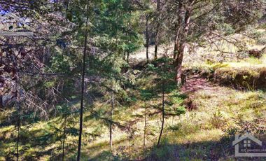 VENTA HERMOSO terreno en el bosque cerca de Mineral del Chico $700 el m2