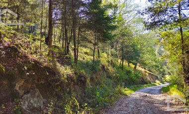 VENTA HERMOSO terreno en el bosque cerca de Mineral del Chico $700 el m2