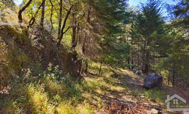 VENTA HERMOSO terreno en el bosque cerca de Mineral del Chico $700 el m2