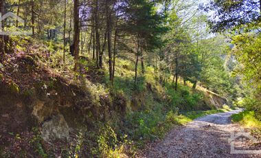 VENTA HERMOSO terreno en el bosque cerca de Mineral del Chico $700 el m2