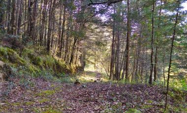 VENTA HERMOSO terreno en el bosque cerca de Mineral del Chico $700 el m2
