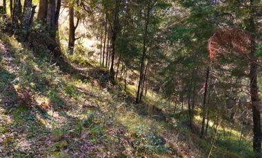 VENTA HERMOSO terreno en el bosque cerca de Mineral del Chico $700 el m2