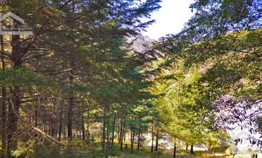 VENTA HERMOSO terreno en el bosque cerca de Mineral del Chico $700 el m2
