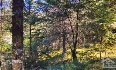 VENTA HERMOSO terreno en el bosque cerca de Mineral del Chico $700 el m2